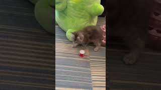 メインクーンのあかねちゃん（あきるの早すぎ！）