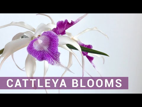 8 Windowsill Cattleyas in Bloom in the Middle of Summer