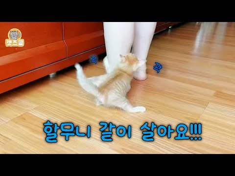 하이고 이게 뭐꼬 나는 못 키운다 갖다 내버려라 고양이는 절대 안된다고 하신 할매와 또또 이야기