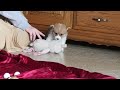 Welsh Corgi Pembroke dogs for sale: Santa - Video 1
