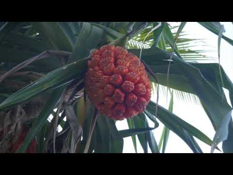 @ionbogdanstefanescu  Vincent Youmans - Cariocca & Tequila