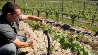 A Year in the Vineyard  the Four Seasons HD