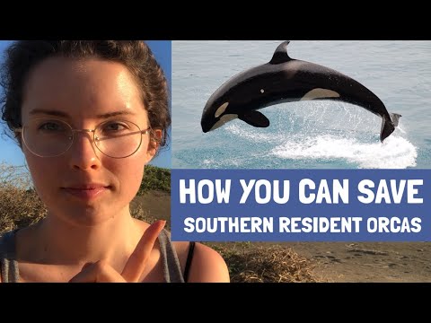 Southern resident orcas need YOUR help! Video