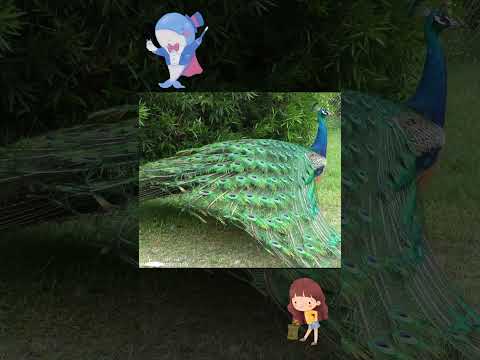 🦚 The Peacock’s Secret: Why It’s the Flashiest Bird on Earth! | Stunning Facts You Didn’t Know