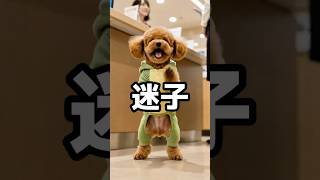 迷子。 #犬 #犬との生活 #犬のいる暮らし #犬好きな人と繋がりたい #癒し