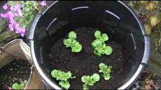 preview picture of video 'Earthing up, or hilling potatoes in my large plastic bin.'