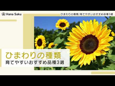 園芸 ヒマワリ、ヘリアンサス、アメリカン サルシファイ