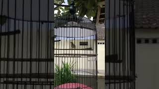 Download lagu Masteran Prenjak tir panjang 🔥 mp3 Download lagu Masteran Prenjak tir panjang 🔥 mp3