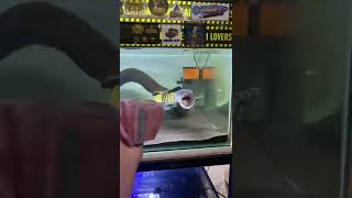 Download lagu channa auranti mangap mp3 Download lagu channa auranti mangap mp3