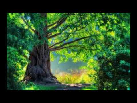 Puiu Chibici Se-mplinea o profeție,pentru vremea Aceea