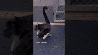 An emotional reunion | Rescue Diaries