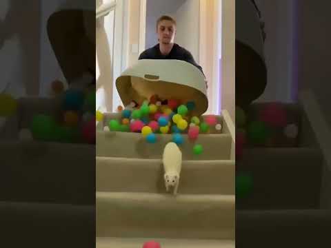 Tvor ubije svoje mladunče radi tebe 🦡🤯