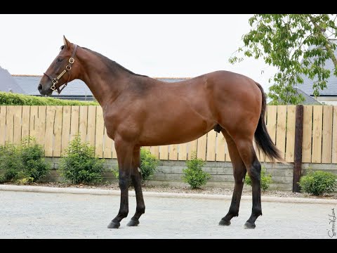 Haie Neuve Lot 436 Arqana Yearling Sale August 2021