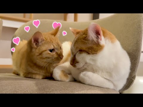 対面して2日目で新入り子猫に懐かれてしまった兄猫