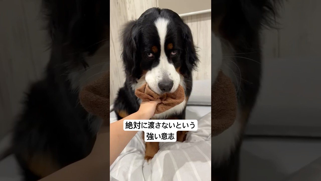 絶対に渡さないという強い意志。笑（※音源の関係で非公開になっちゃったので編集して再投稿🌼）　#バーニーズマウンテンドッグ