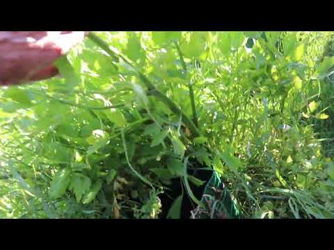 Lovage How is it Doing