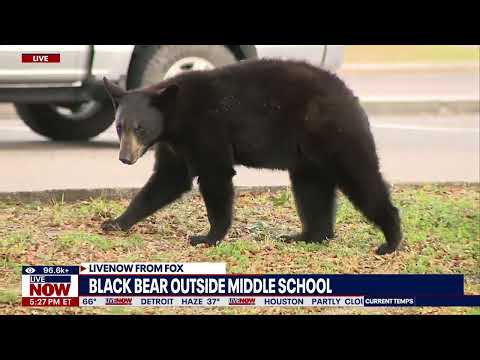 Video | LIVE NOW: Bear stuck in tree outside Florida middle school