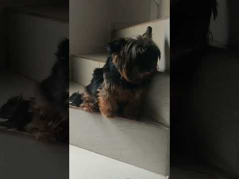 pets #videos #fypシ