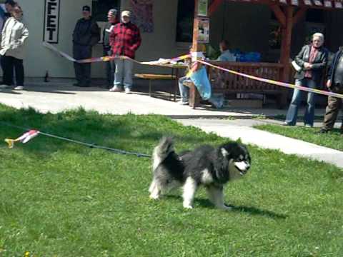 Mošovce - weight pulling 3