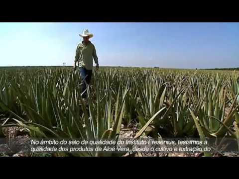 Aloe Vera   LR Health & Beauty Portuguese version