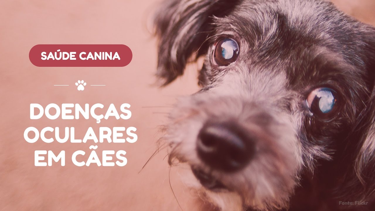 Doenças oculares que podem atingir os cães