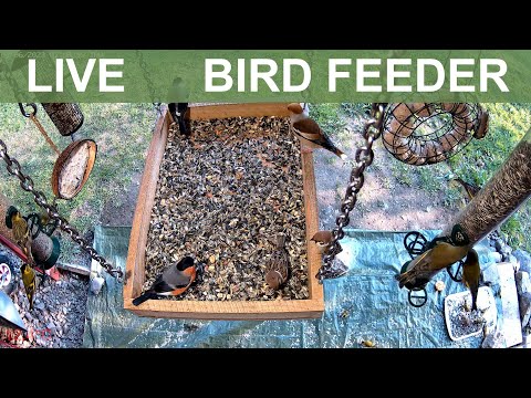 LIVE Bird Feeder (Fuglemater) - Gjøvik, Norway