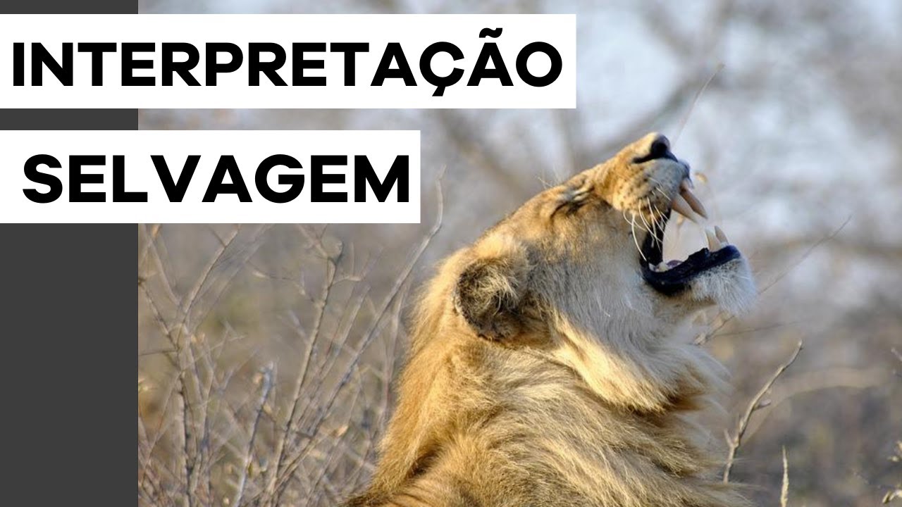 Interpretação selvagem | Christian Dunker | Falando nIsso