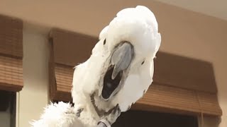 Cockatoo seems convinced she's a dinosaur