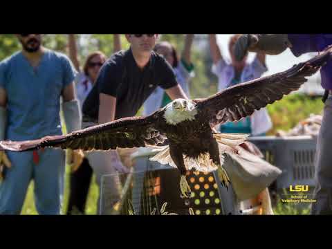 Online Open House: Wildlife and Raptor Rehabilitation