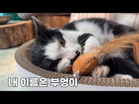 할머니가 없는 집에서 크게 다친 부엉이를 데려왔습니다.