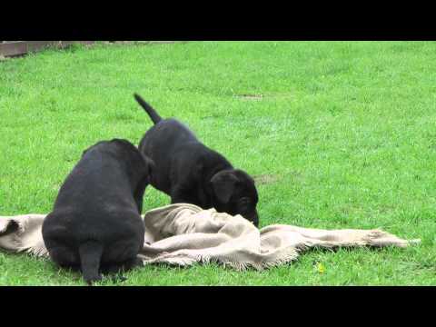 Cane Corso Welpen Nando und Ninette.MTS
