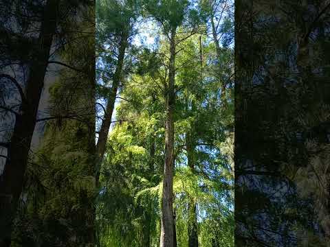 Canto del Crespín en Villa Paranacito Sur de Entre Ríos