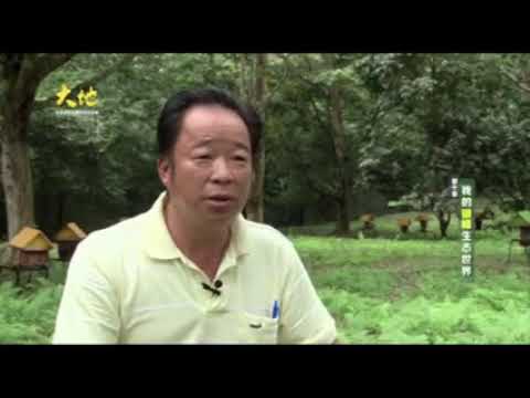 Stingless Bee & Propolis