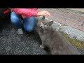 Gray Cat With Yellow Eyes Meowing And Trilling For Food