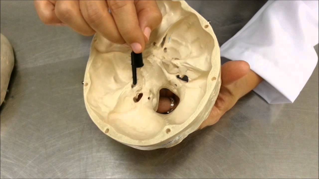 CRÂNIO - forames da base