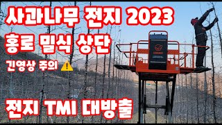 사과나무전지 가지치기 홍로 고밀식 상단부 전지 상세하게  2023년