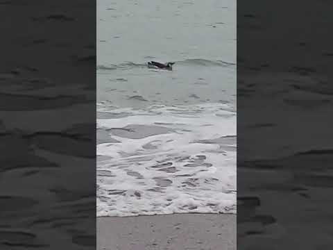 pingüino en la Ensenada Viedma Río Negro