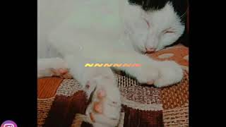 Download lagu Meong_Cover Sarah Saputri (Aku dan Kamu Satu) mp3