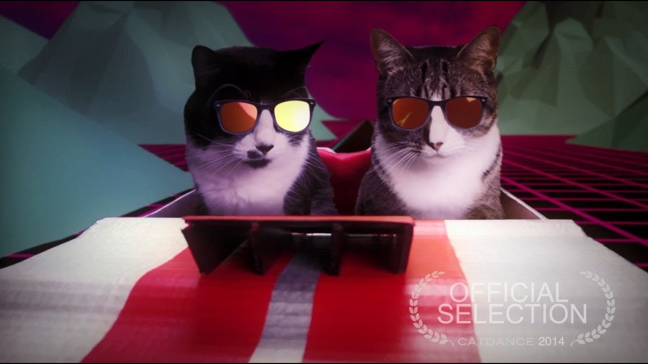 Catdance 2014 Finalist: Dreams Are Real