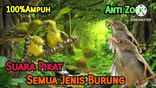 Download lagu Suara Pikat Sirtu/Diku Ribut VS Prenjak Kepala Merah Anakan||Cocok Untuk Pikat semua Jenis Burung❗️ mp3 Download lagu Suara Pikat Sirtu/Diku Ribut VS Prenjak Kepala Merah Anakan||Cocok Untuk Pikat semua Jenis Burung❗️ mp3