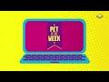 Boomerang UK Fun At Home Together Pet Of The Week Challenge Promo