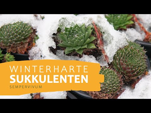 Winterharte Sukkulenten - Diese Pflanzen überstehen draußen // PASIORA Sukkulenten