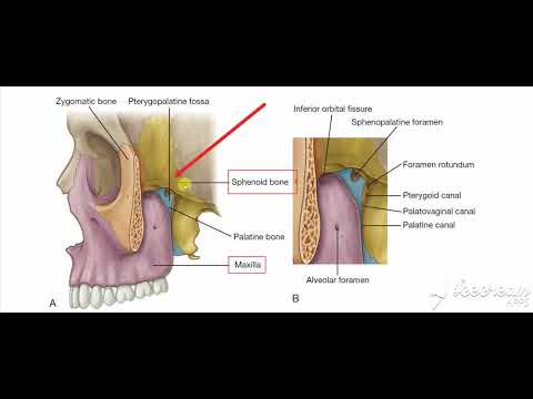 Pterygopalatine fossa 4