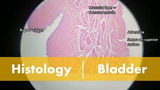 Histology of the Bladder