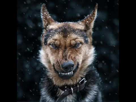 Qopper - sciallo - (191)