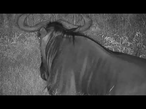 Djuma: Impalas and Wildebeest bull - 1915 - 12/21/21