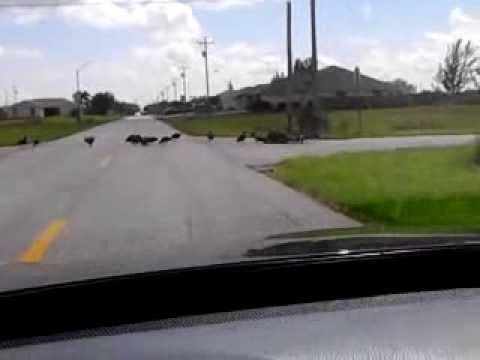 Vulture eating dead animal on road