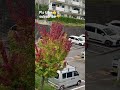 Colorful Shades Of Autumn Autumnleaves Autumnvibes Autumn