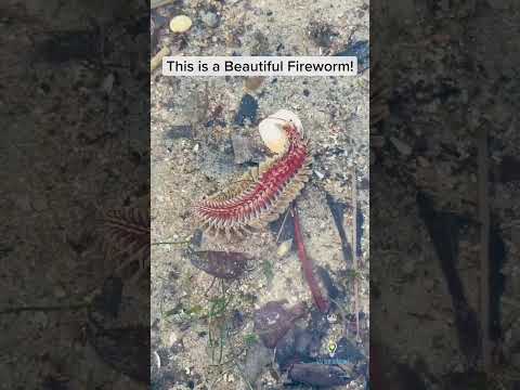 Beautiful Fireworm - Biogirl MJ's intertidal finds #wildlife #fact #science
