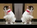 Tanukku Ratukku Ratukku Dum Dum Danku Ritaku Ritaku Dum Dum So So Fun World